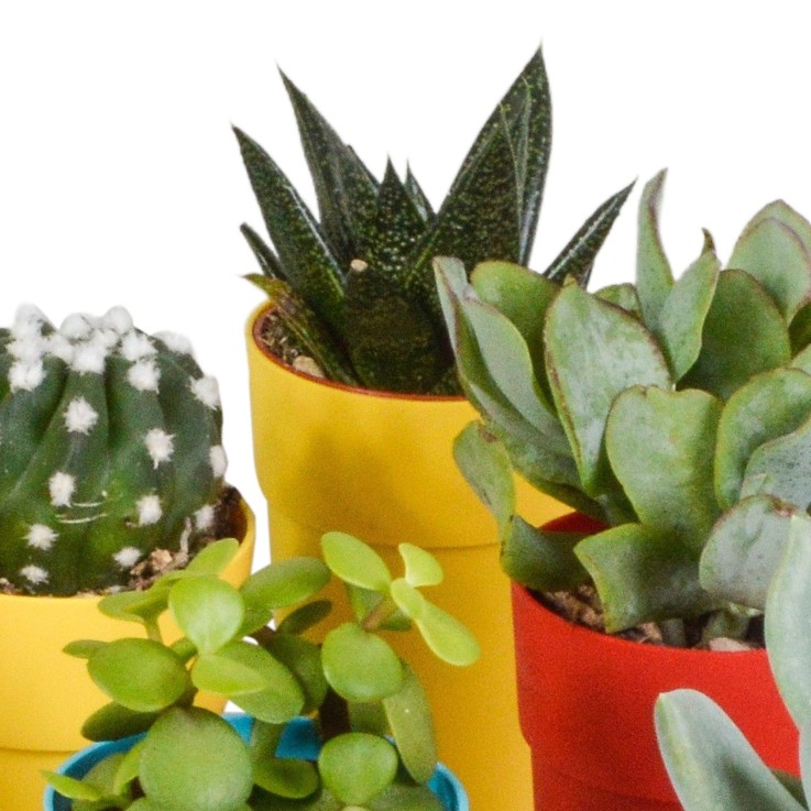 Mix de 15 cactus et succulentes et leurs caches-pots colorés h13cm