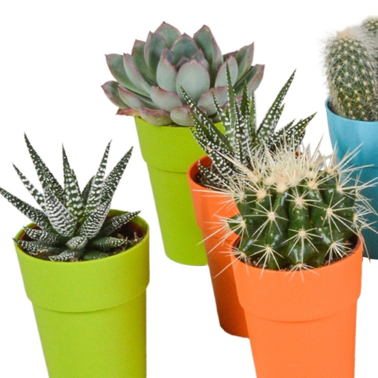 Mix de 15 cactus et succulentes et leurs caches-pots colorés h13cm