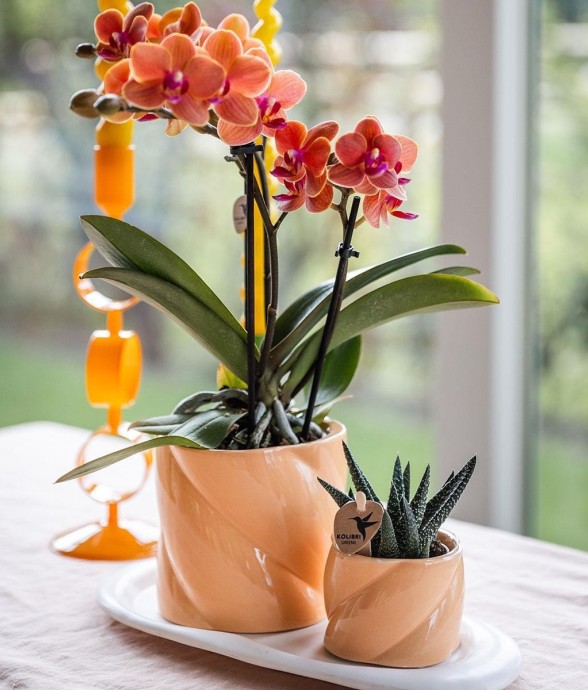 Orchidée Corail et...