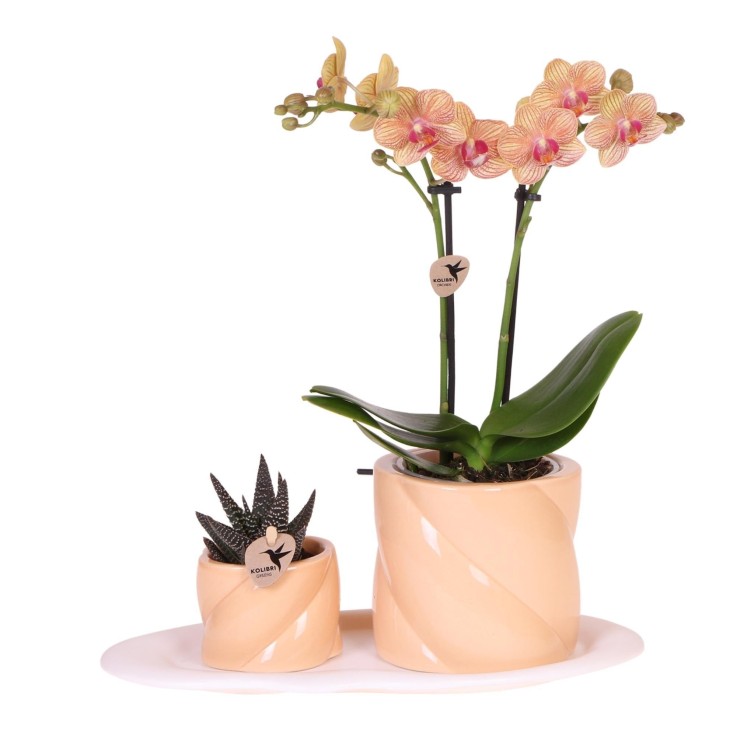 Orchidée Corail et Succulente avec cache-pot pêche sur Plateau Blanc
