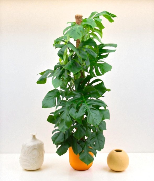 Monstera Pertusum 150cm et...