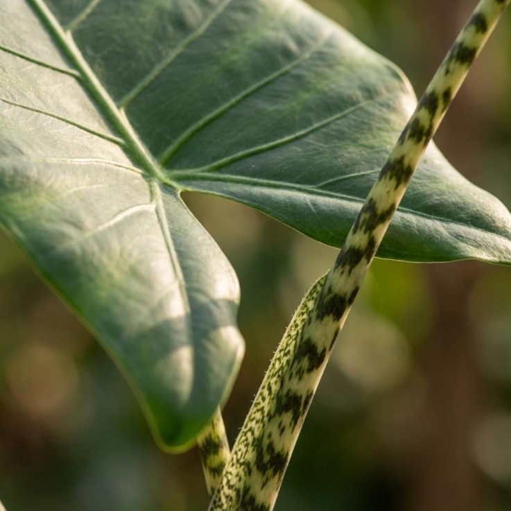 Alocasia Zebrina -  2