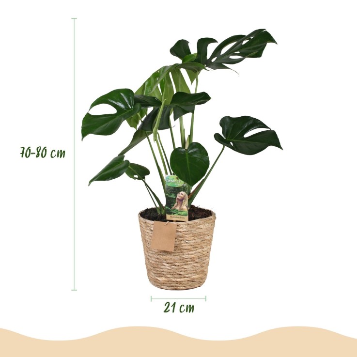 Monstera Deliciosa et panier