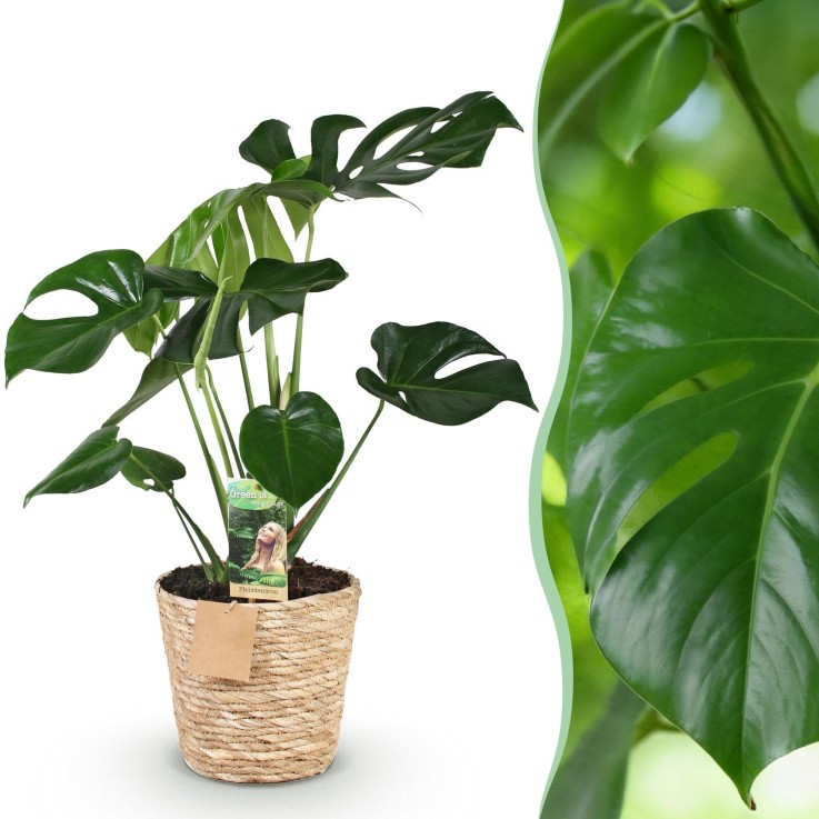 Monstera Deliciosa et panier