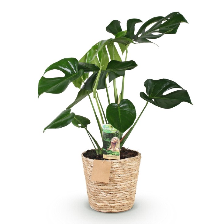 Monstera Deliciosa et panier