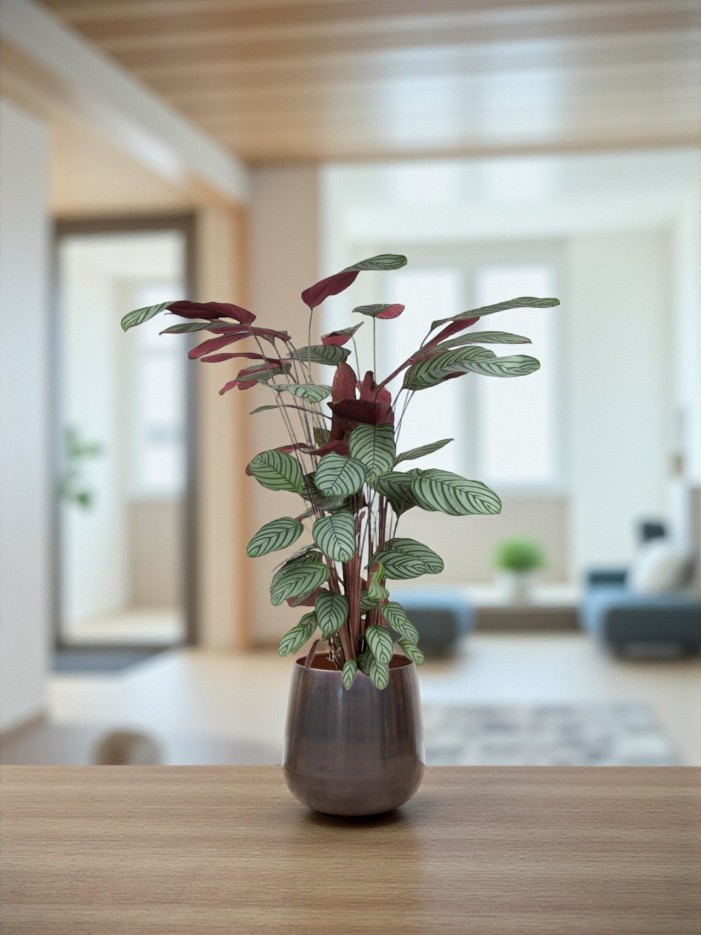 Ctenanthe Oppenheimiana