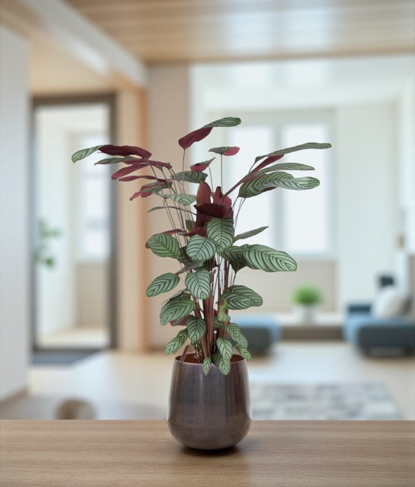 Ctenanthe Oppenheimiana