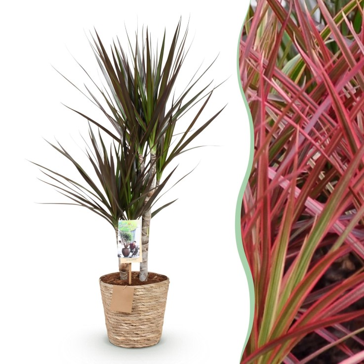 Dracaena Magenta et panier