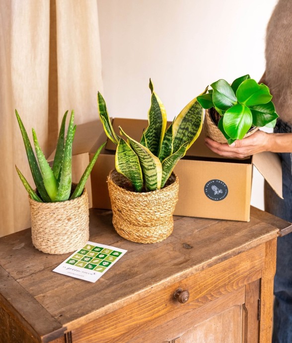 Coffret de Plantes Easycare...