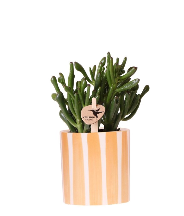 Succulente Crassula Hobbit...