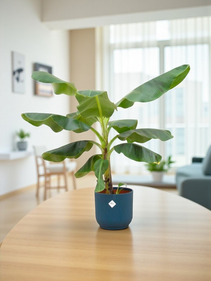 Bananier Musa 100cm et son pot -  Rose