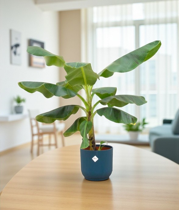 Bananier Musa 100cm et son...