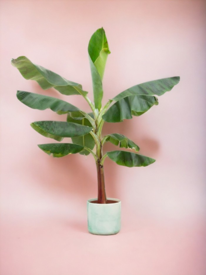 Bananier Musa 100cm et son pot -  Rose