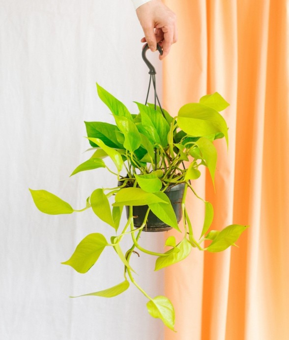 Pothos Neon Gold