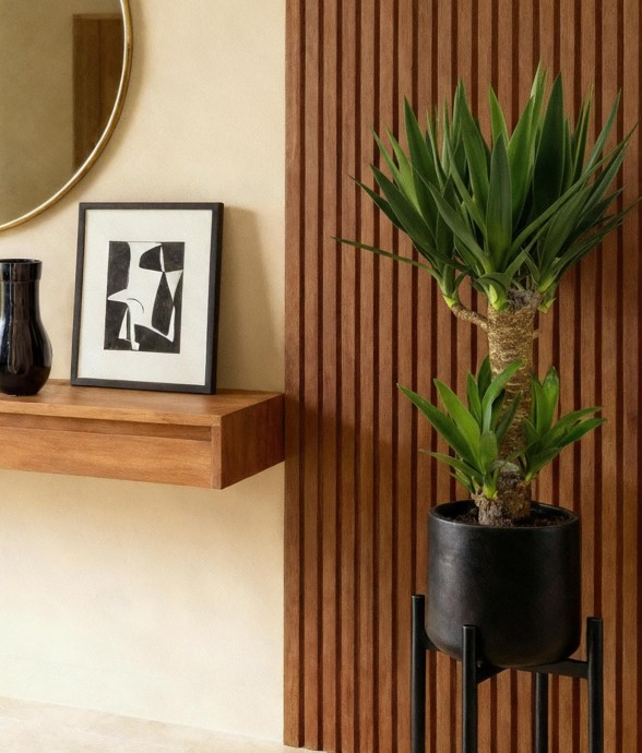 Yucca elephantipes -  1