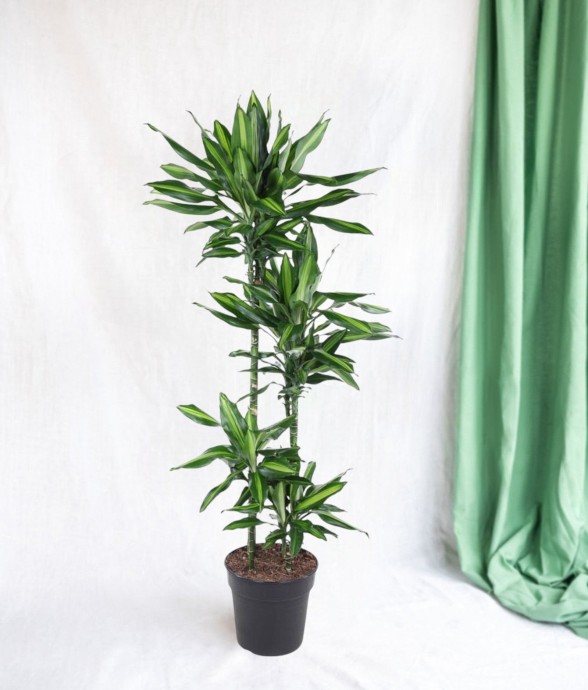 Dracaena Cintho