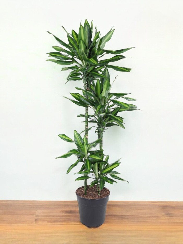 Dracaena Cintho