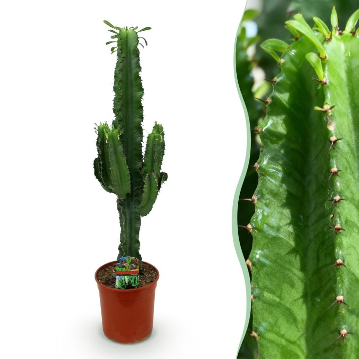 Euphorbia eritrea -  2