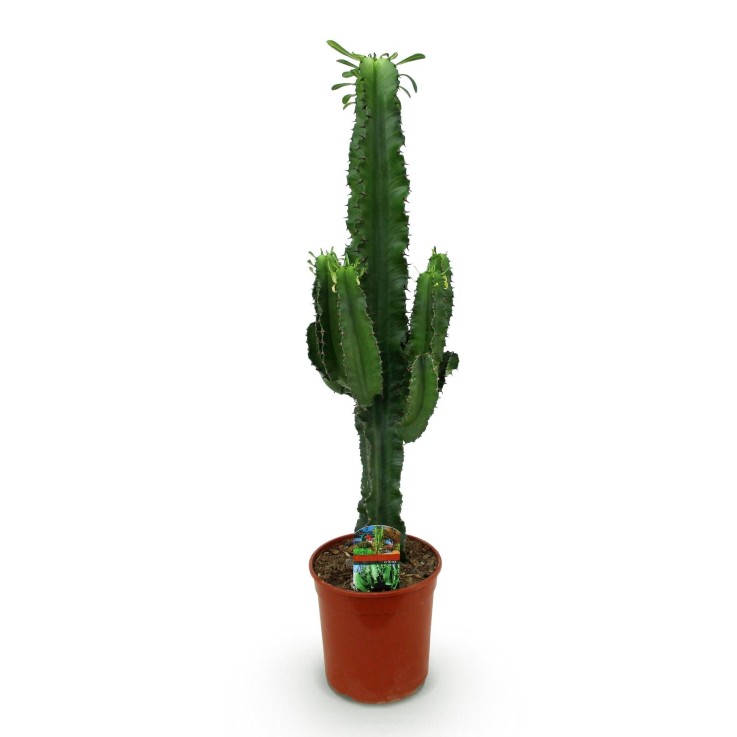 Euphorbia eritrea -  2