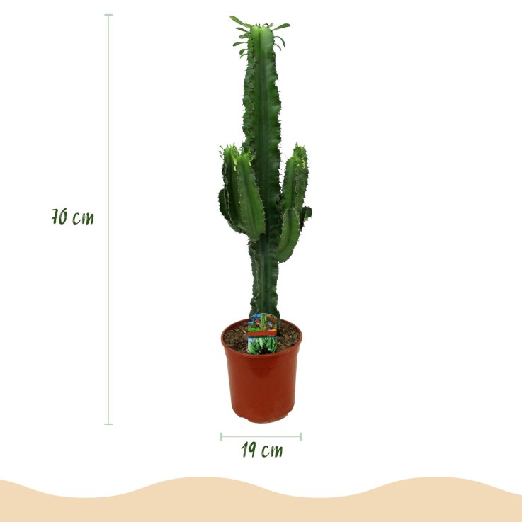 Euphorbia eritrea -  2
