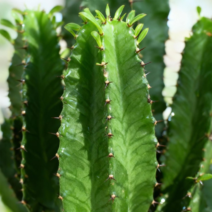 Euphorbia eritrea -  2