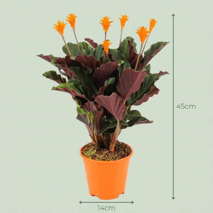 Calathea Crocata -  4