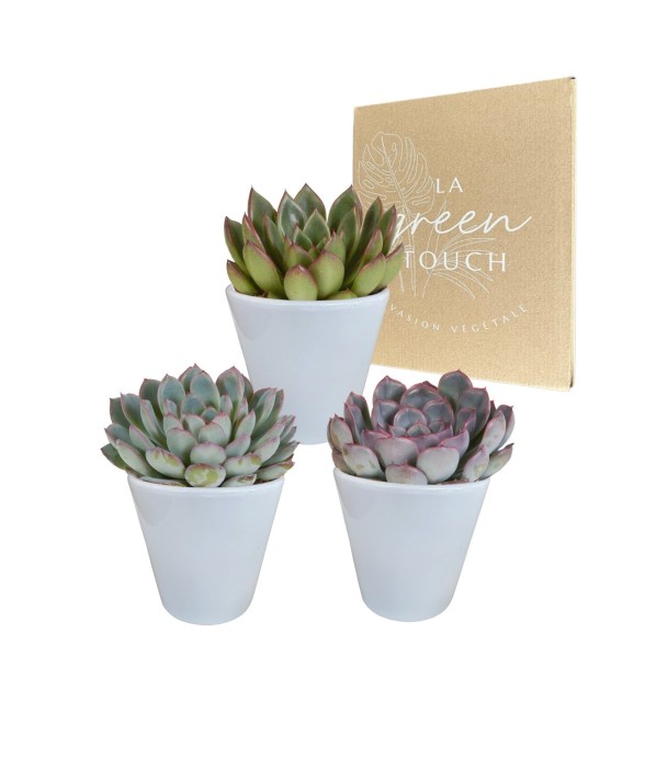 Trio d'Echeveria et leurs...