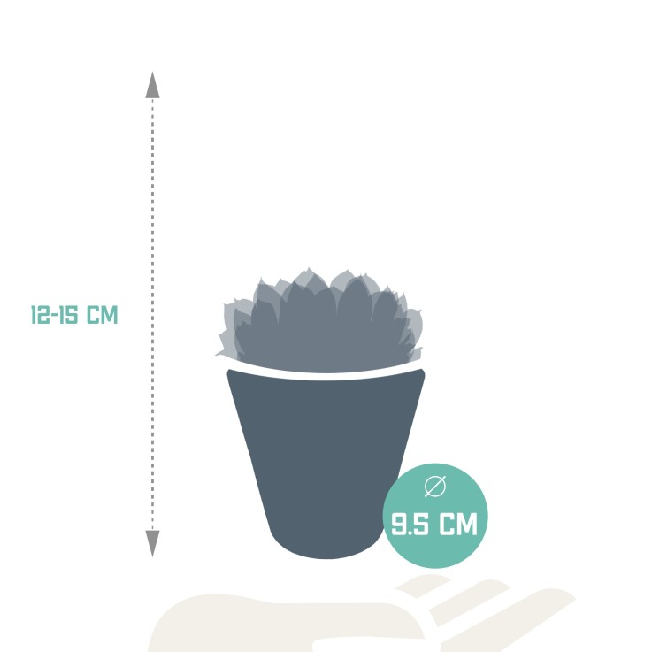 Trio d'Echeveria et leurs caches-pots blancs h15cm