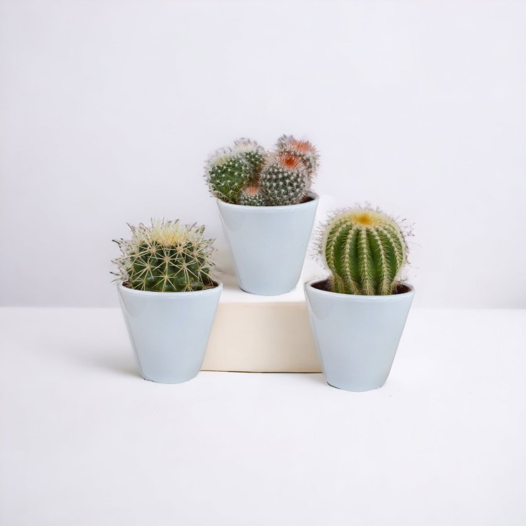 Coffret cactus et ses caches-pots blancs - Lot de 3 plantes, h16cm