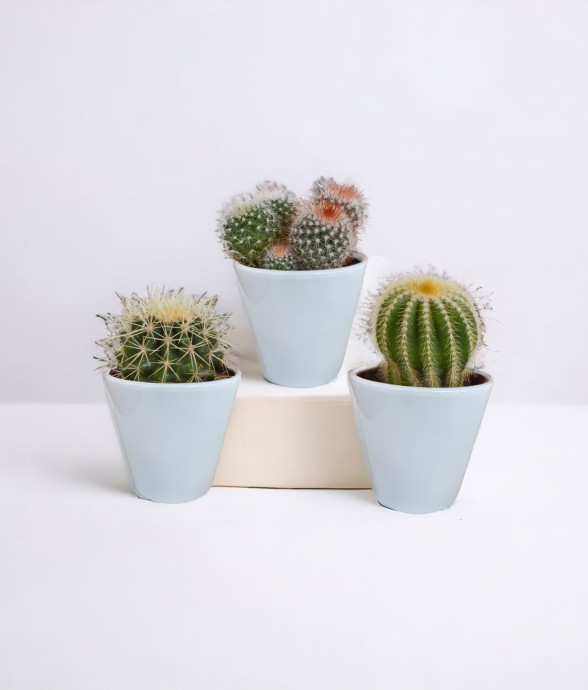 Coffret cactus et ses...
