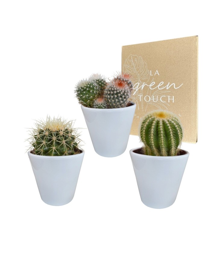 Coffret cactus et ses caches-pots blancs - Lot de 3 plantes, h16cm