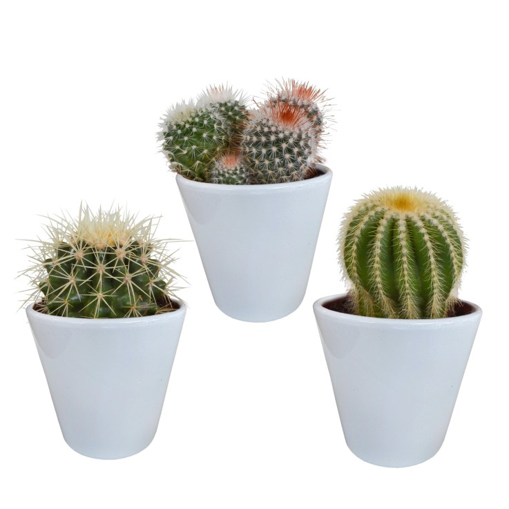 Coffret cactus et ses caches-pots blancs - Lot de 3 plantes, h16cm