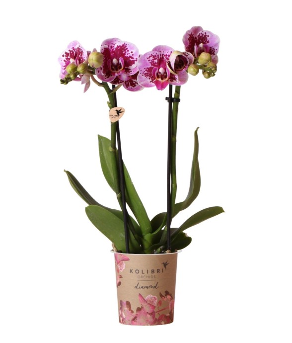 Orchidée rose et violette -...