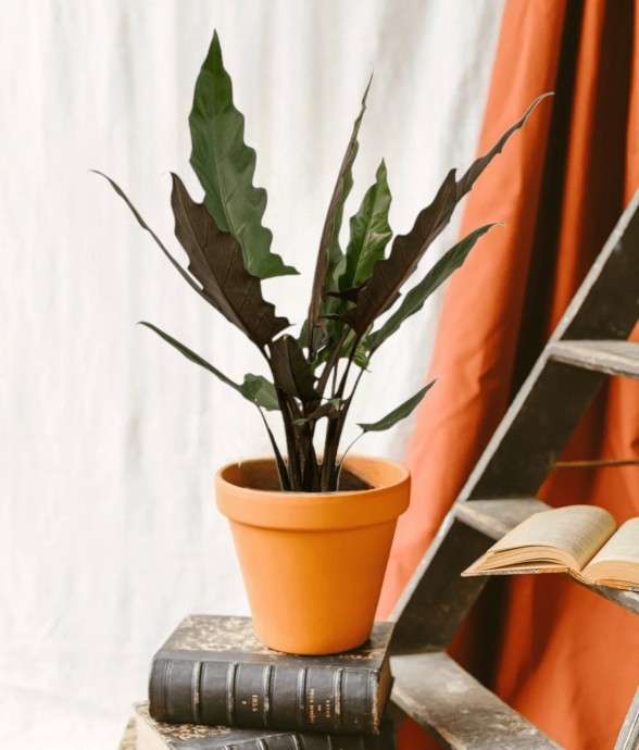 Alocasia Lauterbachiana