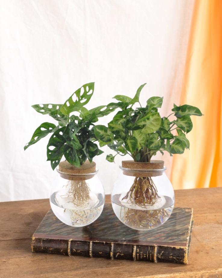 Duo hydroculture Monstera/Syngonium