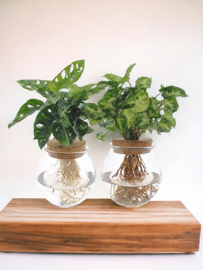 Duo hydroculture Monstera/Syngonium