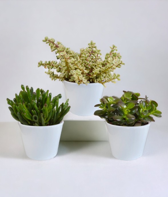 Coffret crassula et ses...