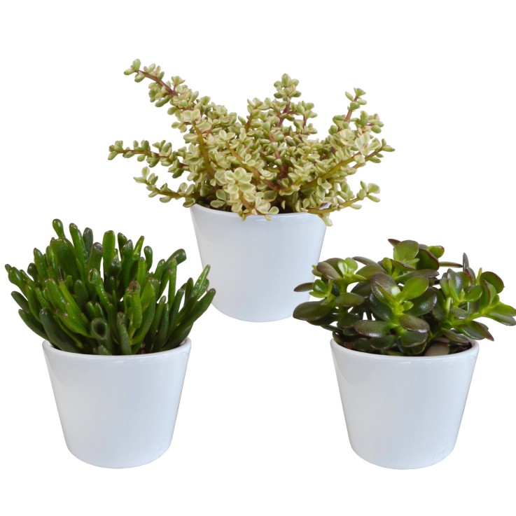 Coffret crassula et ses caches-pots blancs - Lot de 3 plantes, h21cm