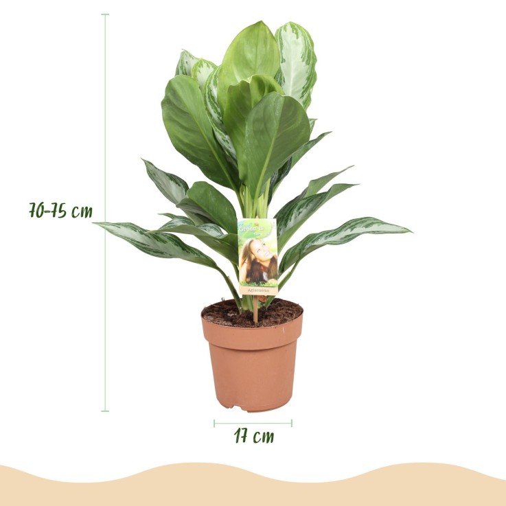 Aglaonema Silver Bay et panier