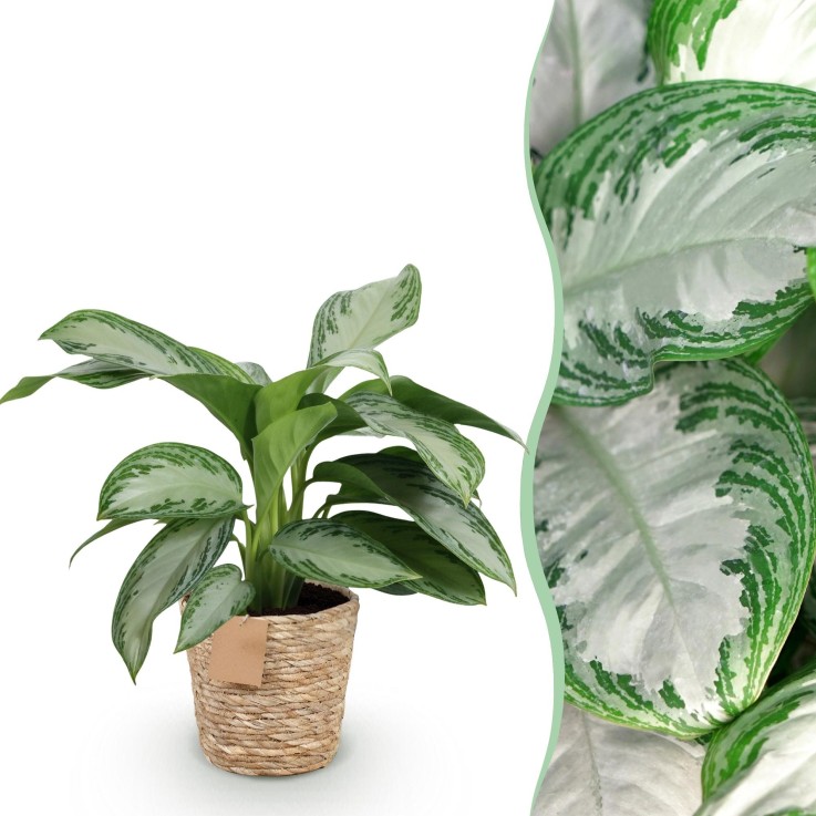 Aglaonema Silver Bay et panier