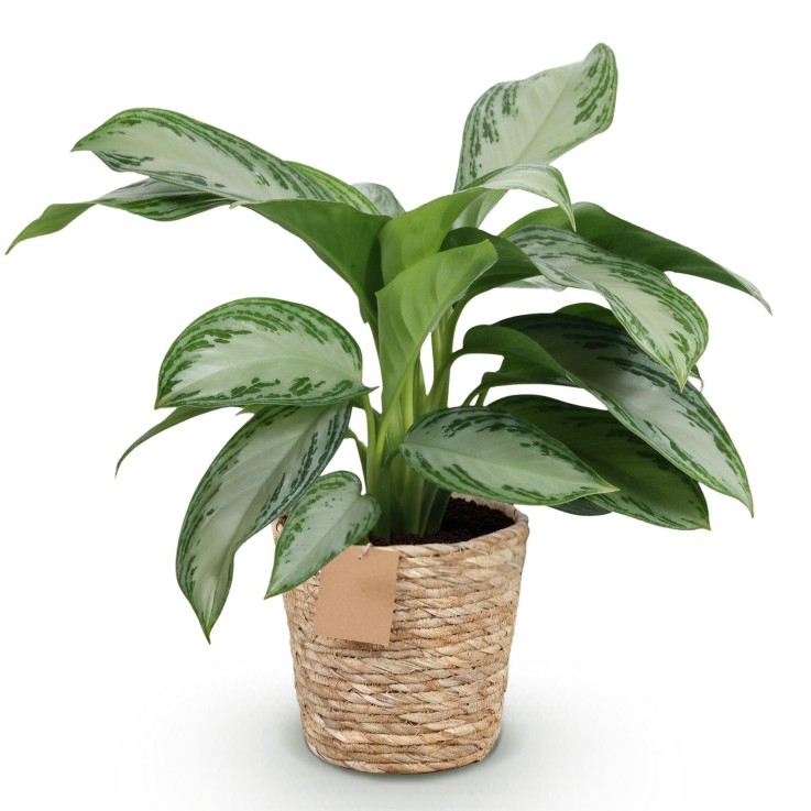 Aglaonema Silver Bay et panier