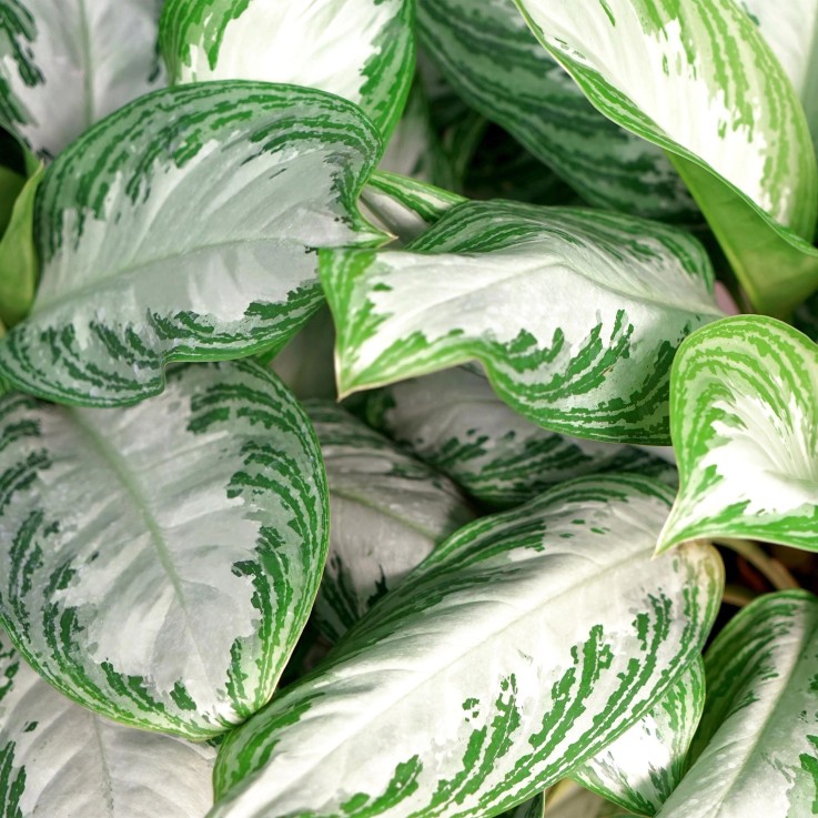 Aglaonema Silver Bay et panier