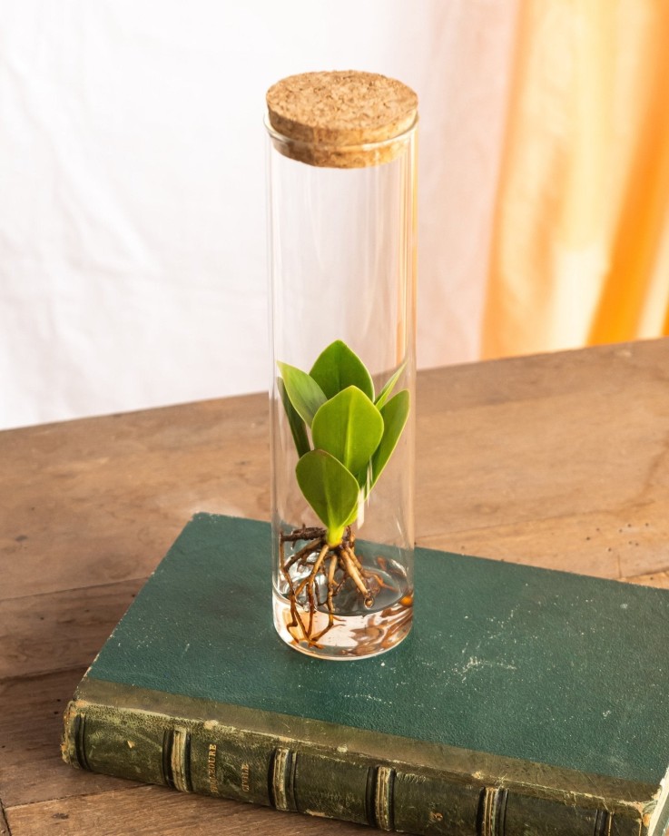 Petit Clusia en hydroculture et tube