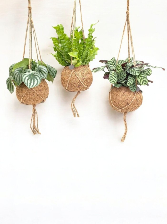 Box - 3 kokodama jungle