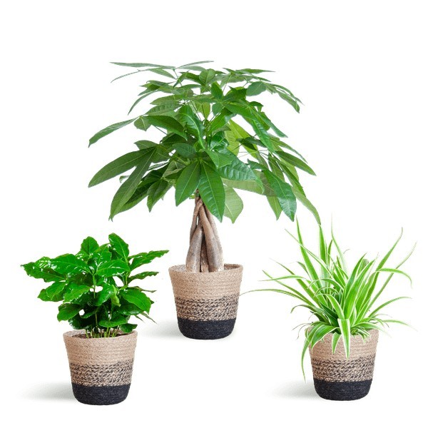 🐾 Coffret – Plantes Pet's Friendly -  Panier naturel