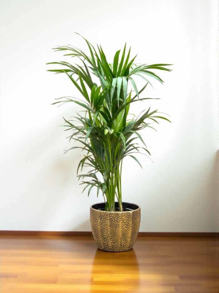 Kentia palmier