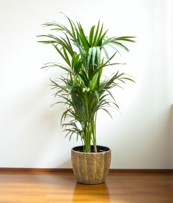 Kentia palmier