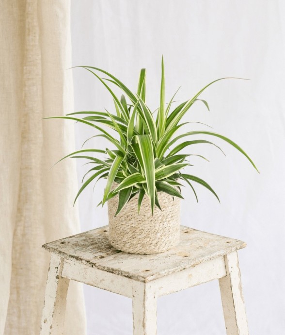 Chlorophytum variegata