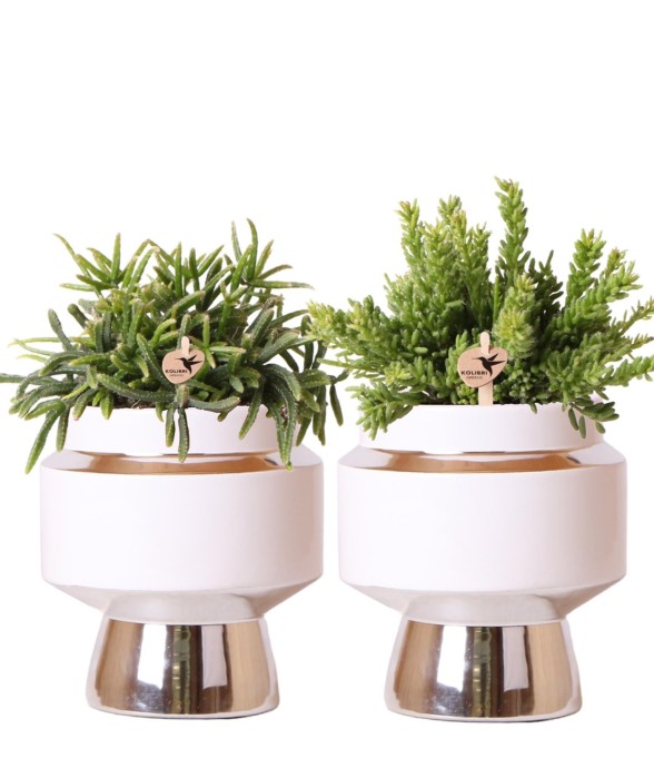 Duo de Rhipsalis et leurs...