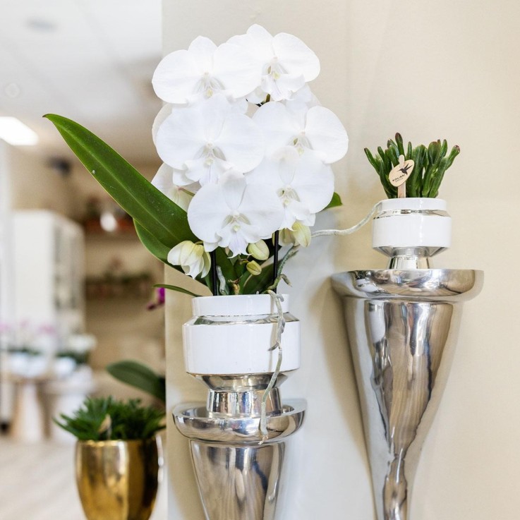 Duo de Rhipsalis et leurs caches-pots argenté et blanc